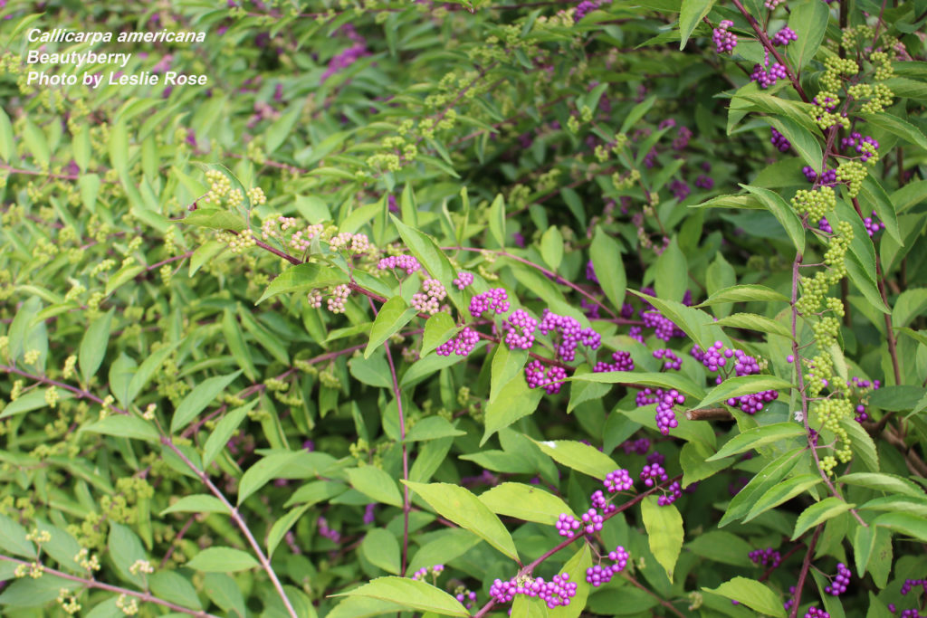 American beautyberry