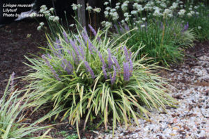 Cover photo for What's in Bloom in Forsyth County - September 10