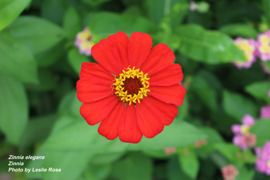 Zinnia