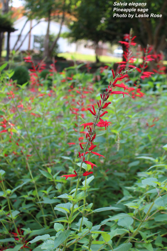 Pineapple sage.