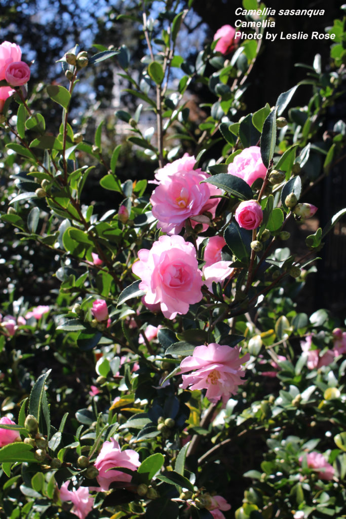 Sasanqua camellia