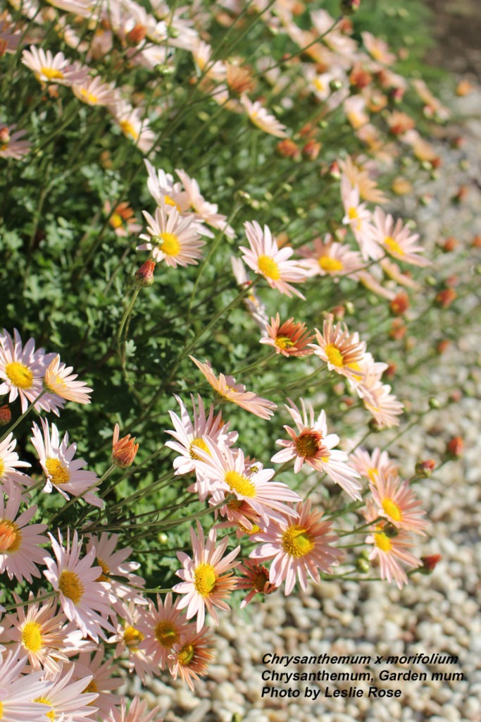 Chrysanthemum