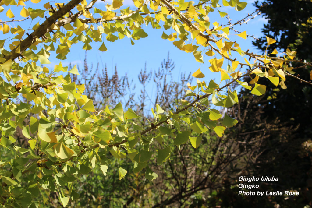 Gingko in fall