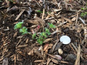 Henbit