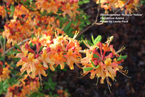 Orange azalea flowers