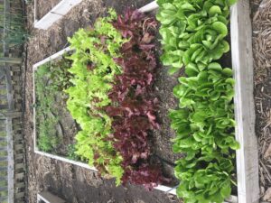 Lettuce in raised garden