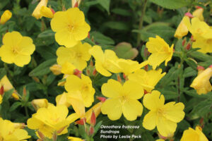 Sundrops