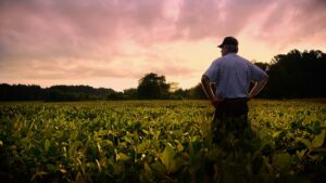 sunsetting upon a farmer and his field