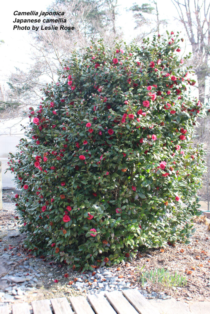 Camellia shrub