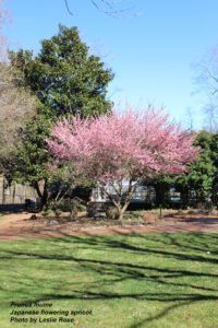 Cover photo for What's in Bloom in Forsyth County - March 4