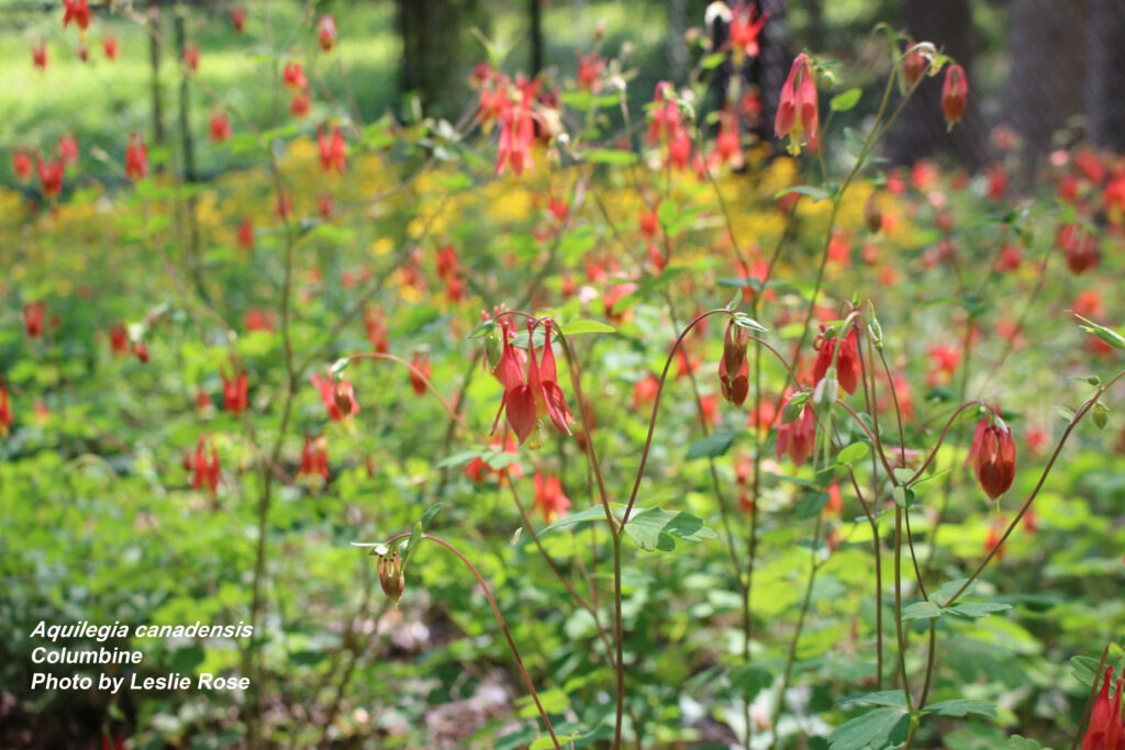 Columbine