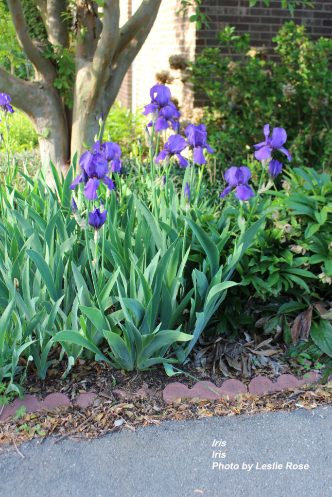 Iris