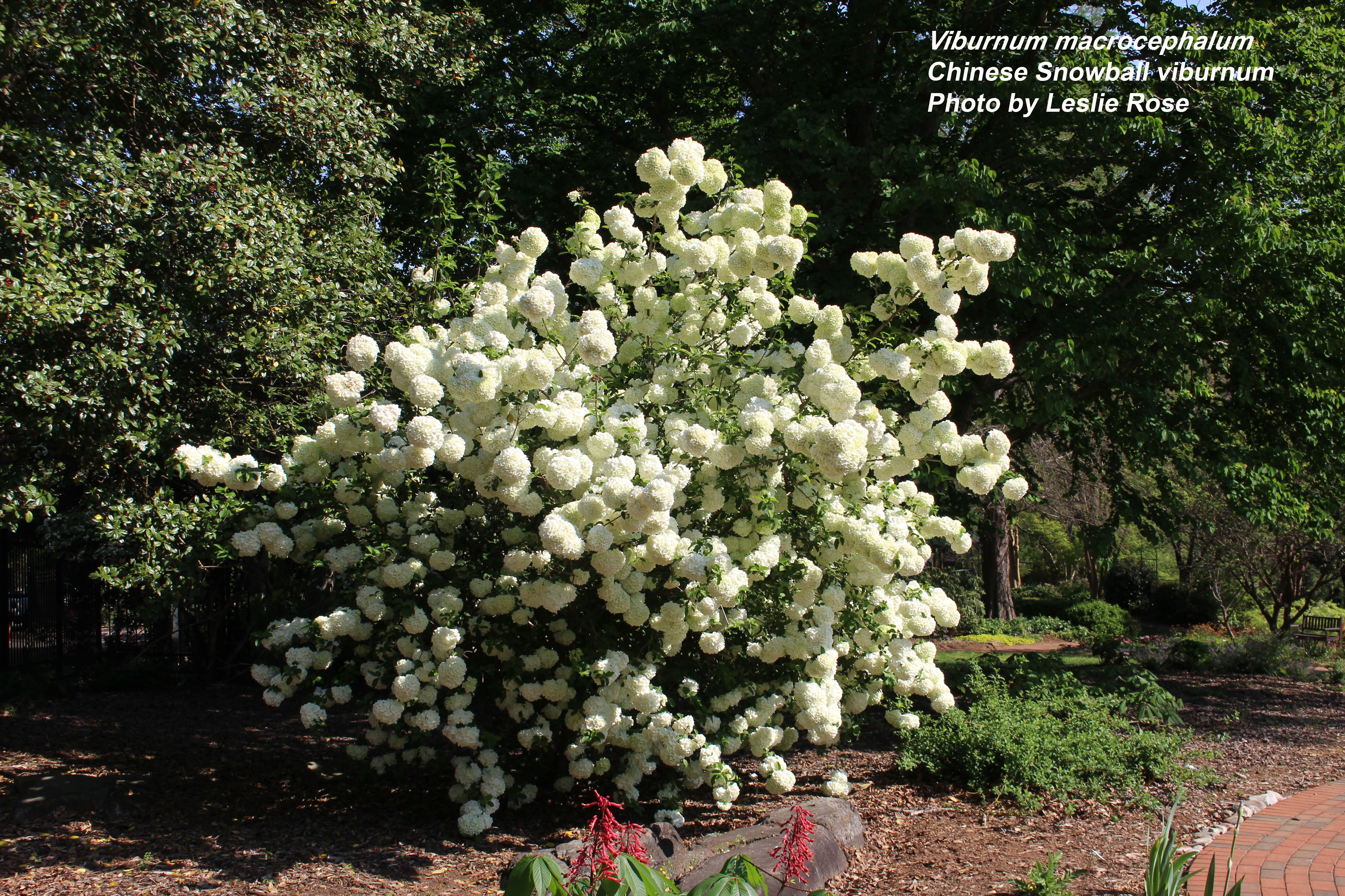 Chinese snowball viburnum shrub