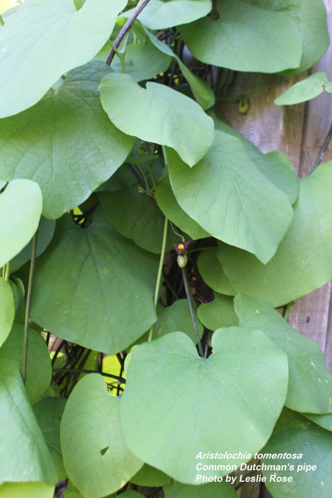 Dutchman's pipe