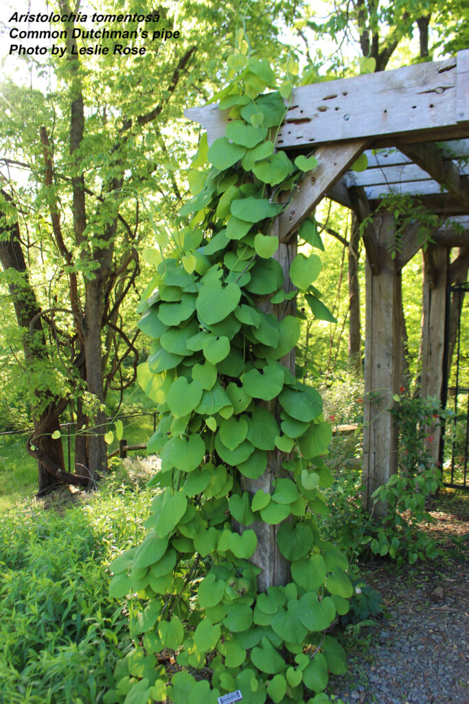 Dutchman's pipe