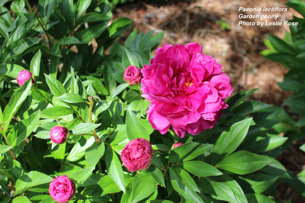 Garden peonies.