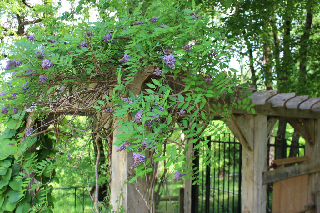 American wisteria