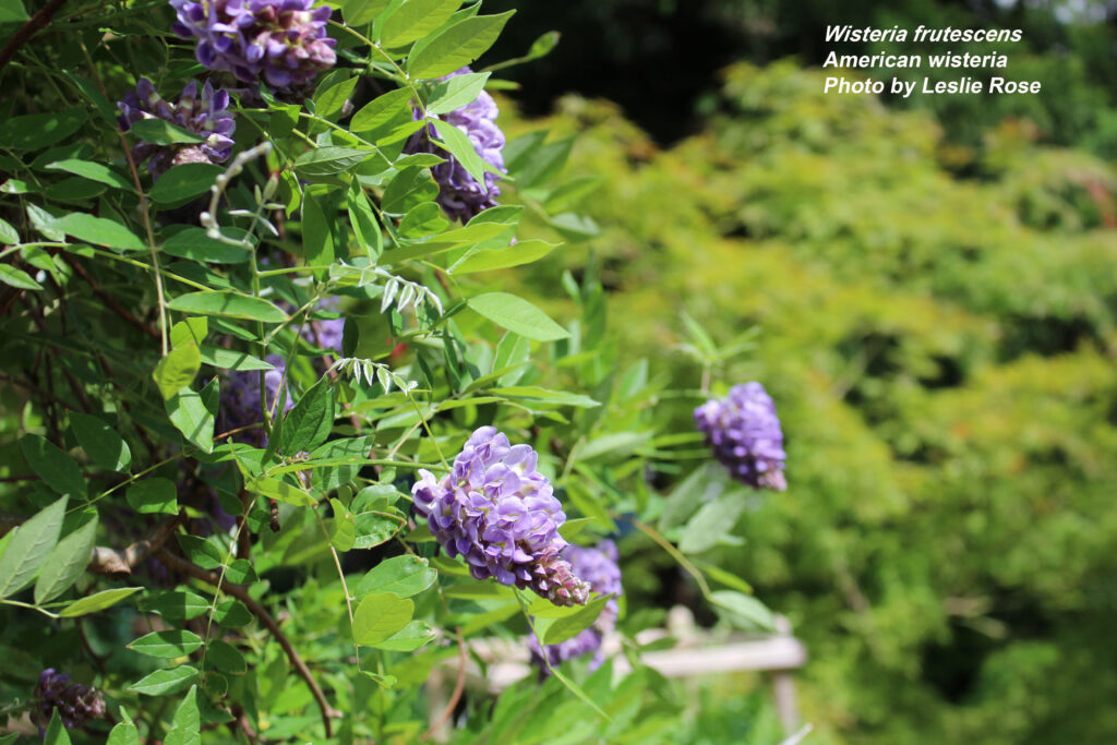 American wisteria