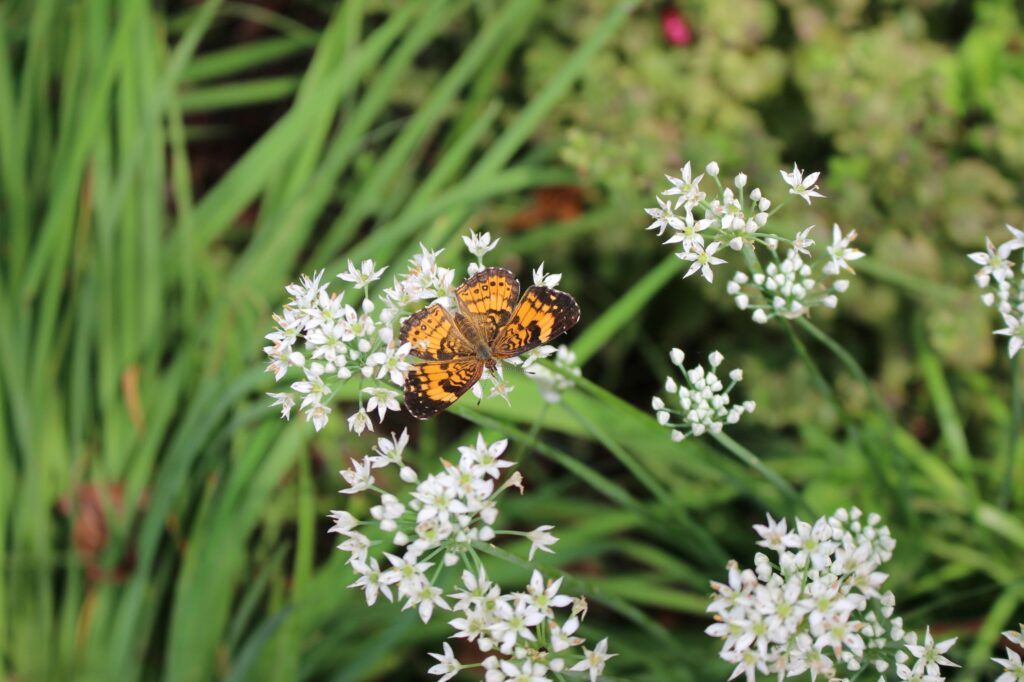 Butterfly on garlic flowers