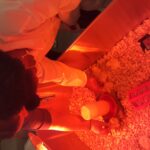 Forsyth County 4-H'er pets newly hatched chicks.