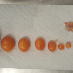 The growth cycle of eggs.