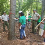 Forestry Rangers teach youth participants how to measure a tree.