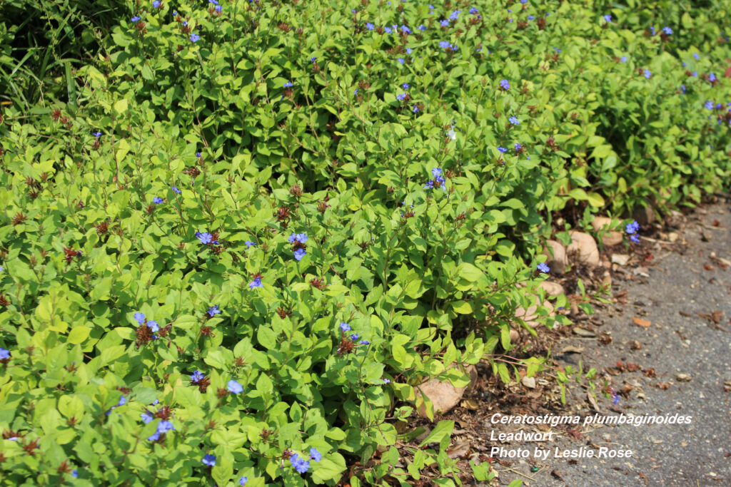Leadwort