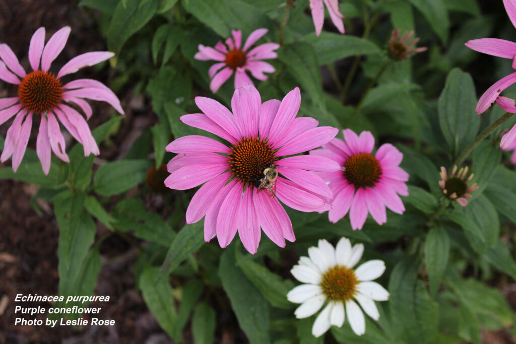 Bee on echinacea