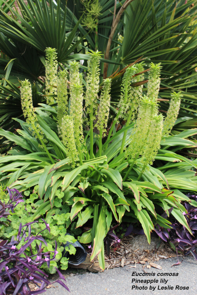 Pineapply lily