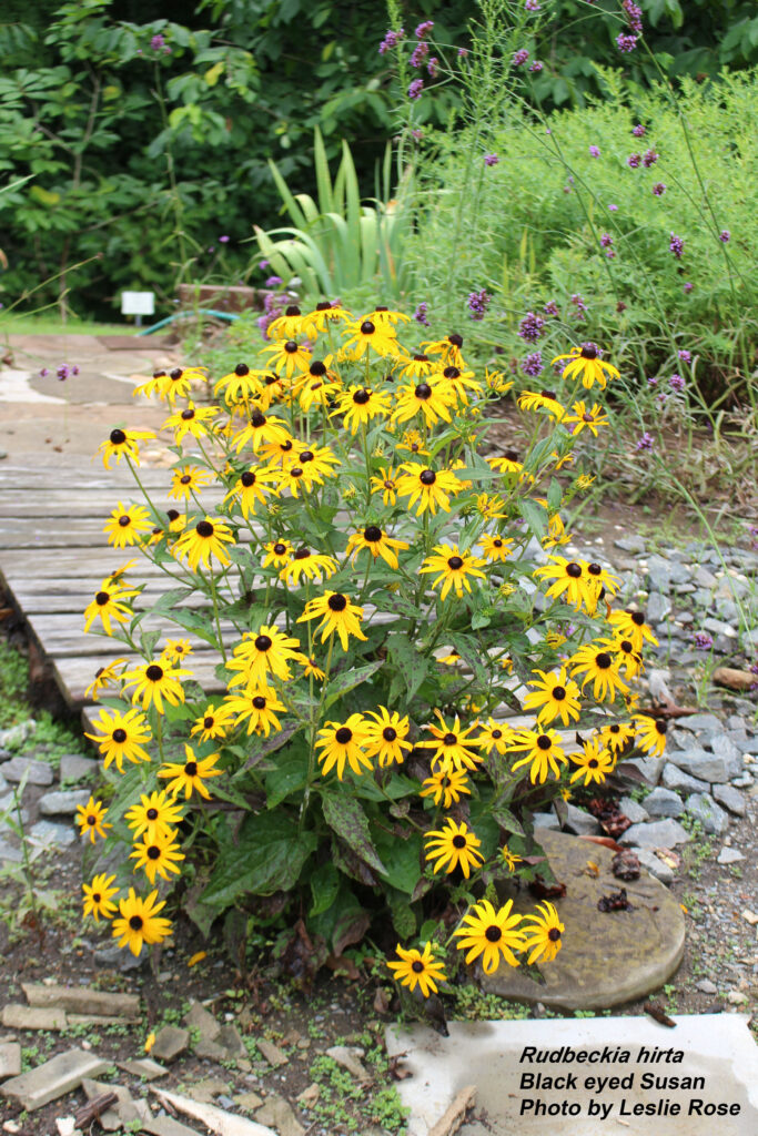 Black eyed Susan