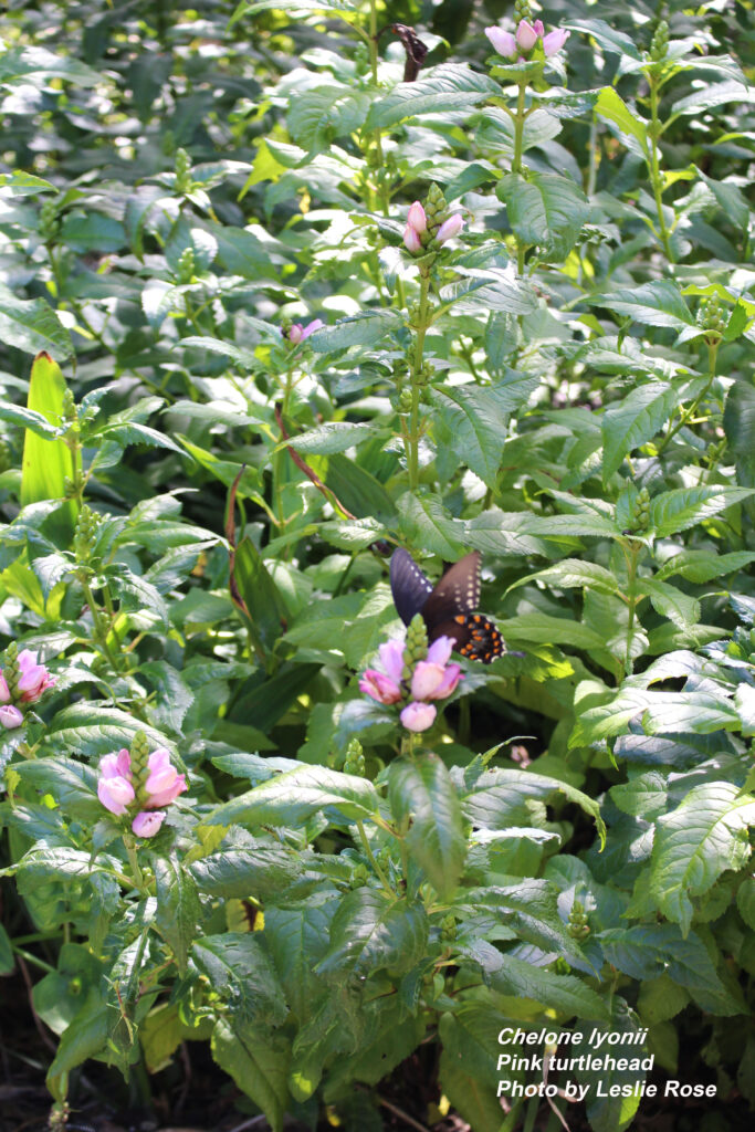 Pink turtlehead