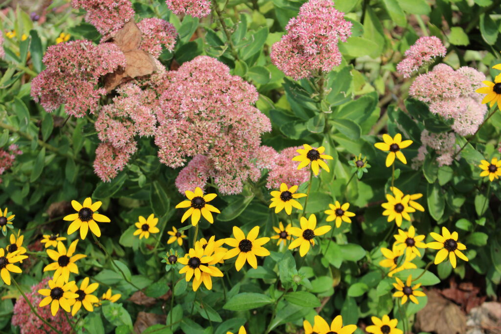 sedum and rudbeckia