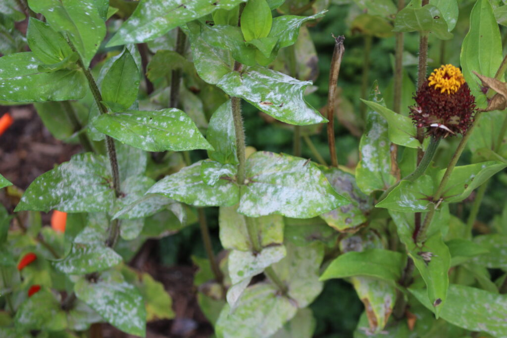 Powdery mildew on zinnia leaves