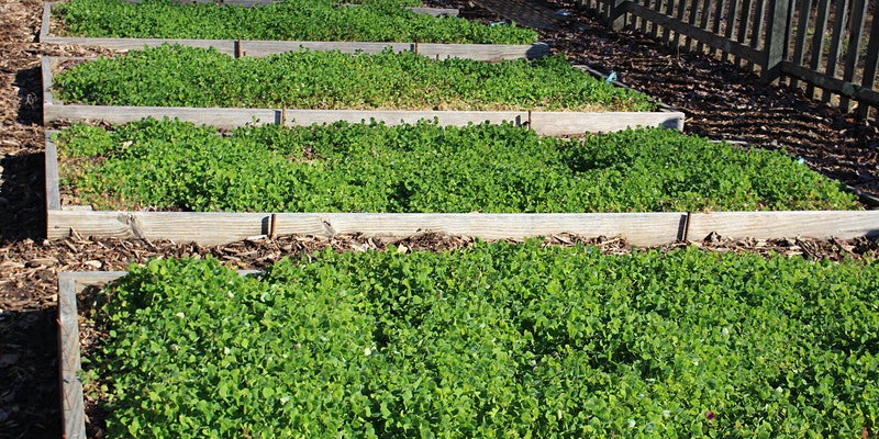 Planter boxes