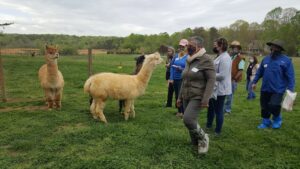 alpaca farm