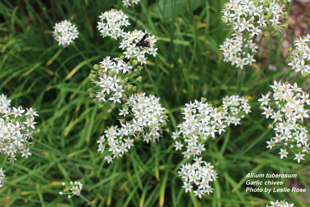 garlic chives