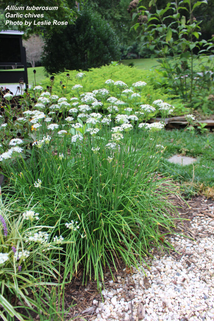 Garlic Chives
