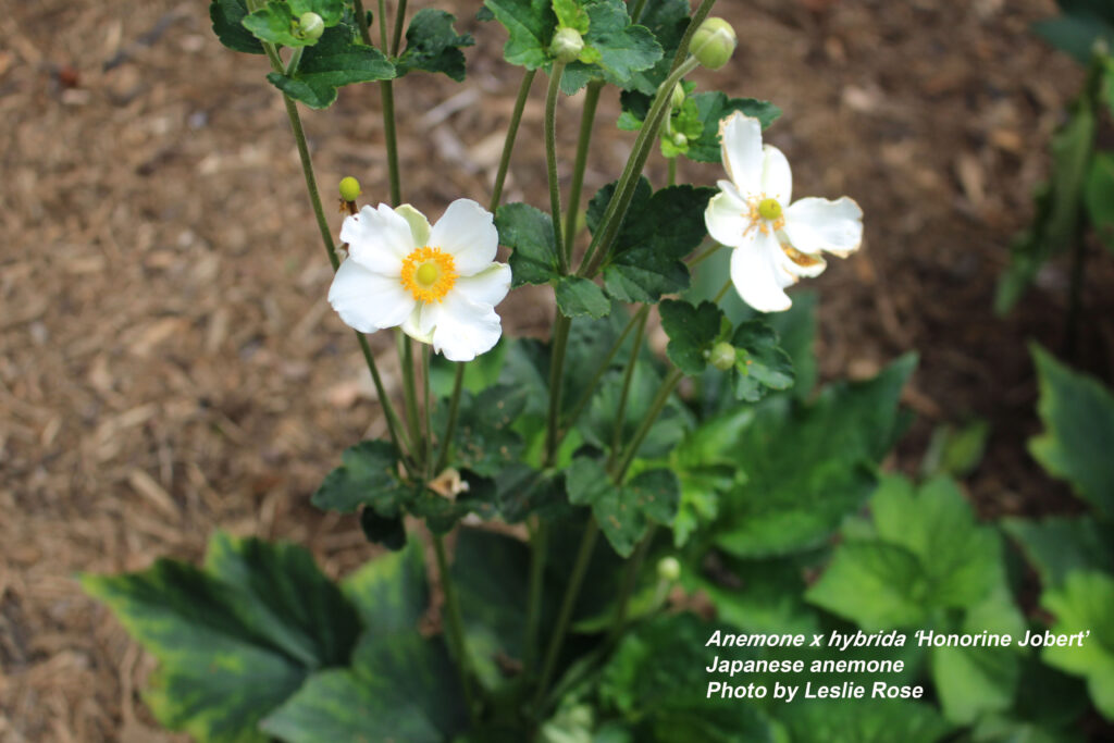 Japanese anemone