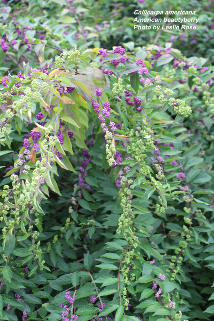 American beautyberry