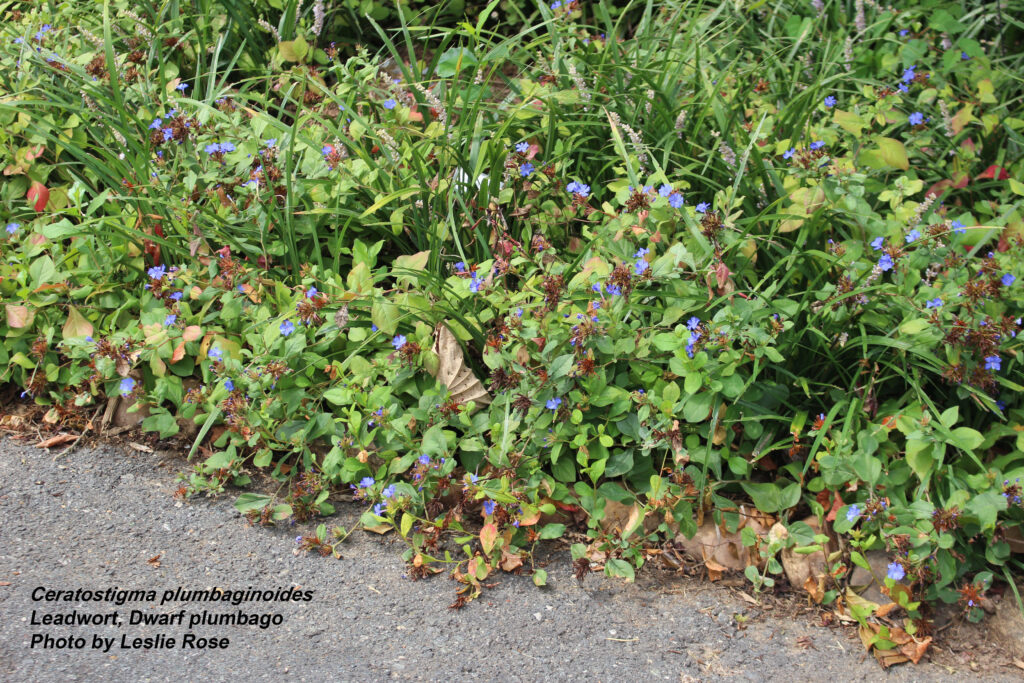 Leadwort
