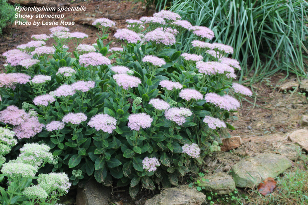 Showy stonecrop
