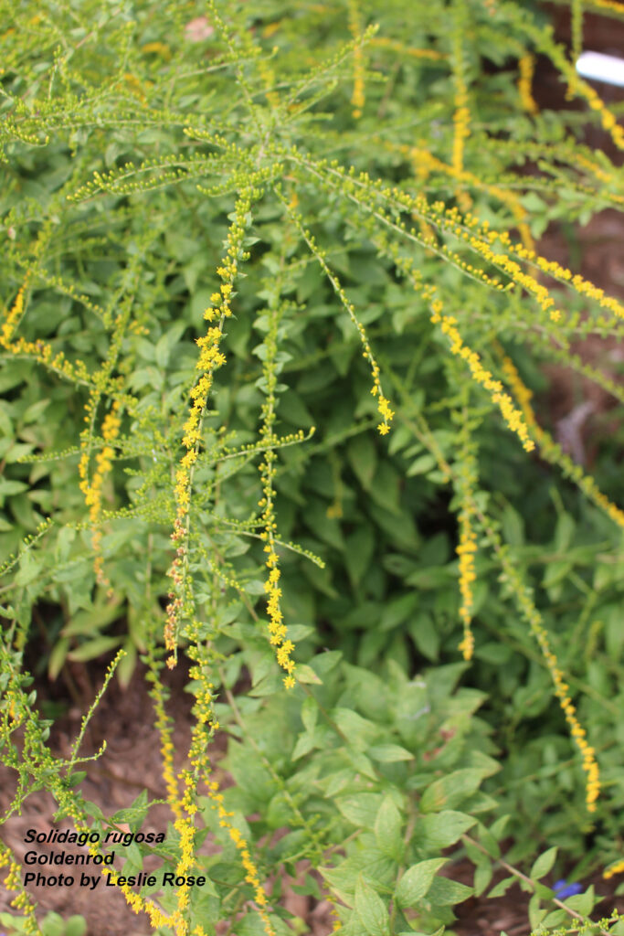 Goldenrod