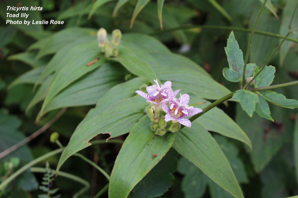 Toad lily