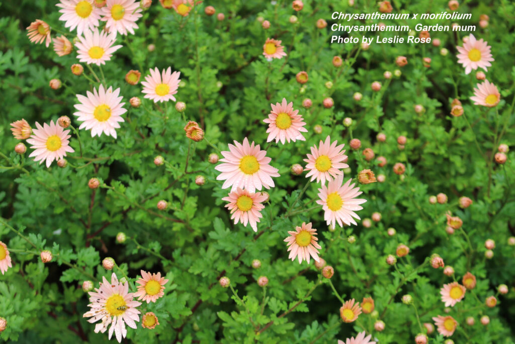 Chyrsanthemum