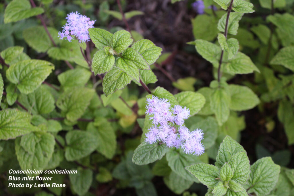 Blue mist flower