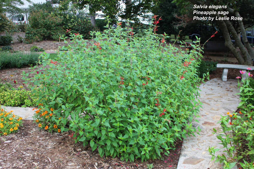 Pineapple sage