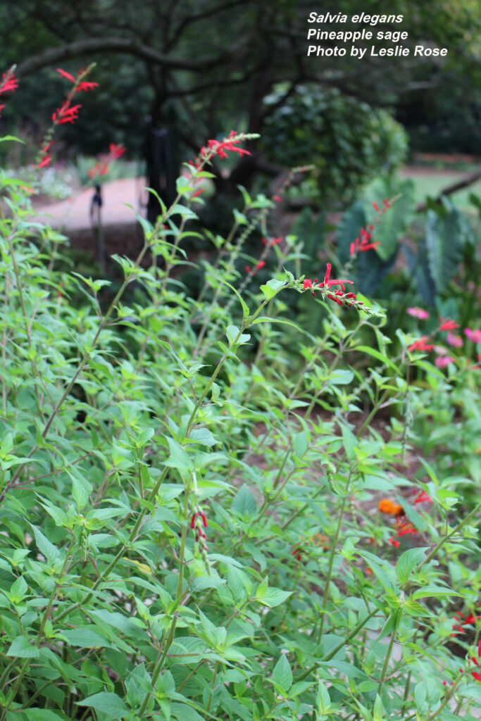 Pineapple sage