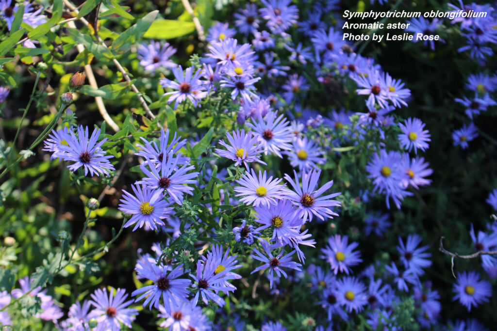 Aster