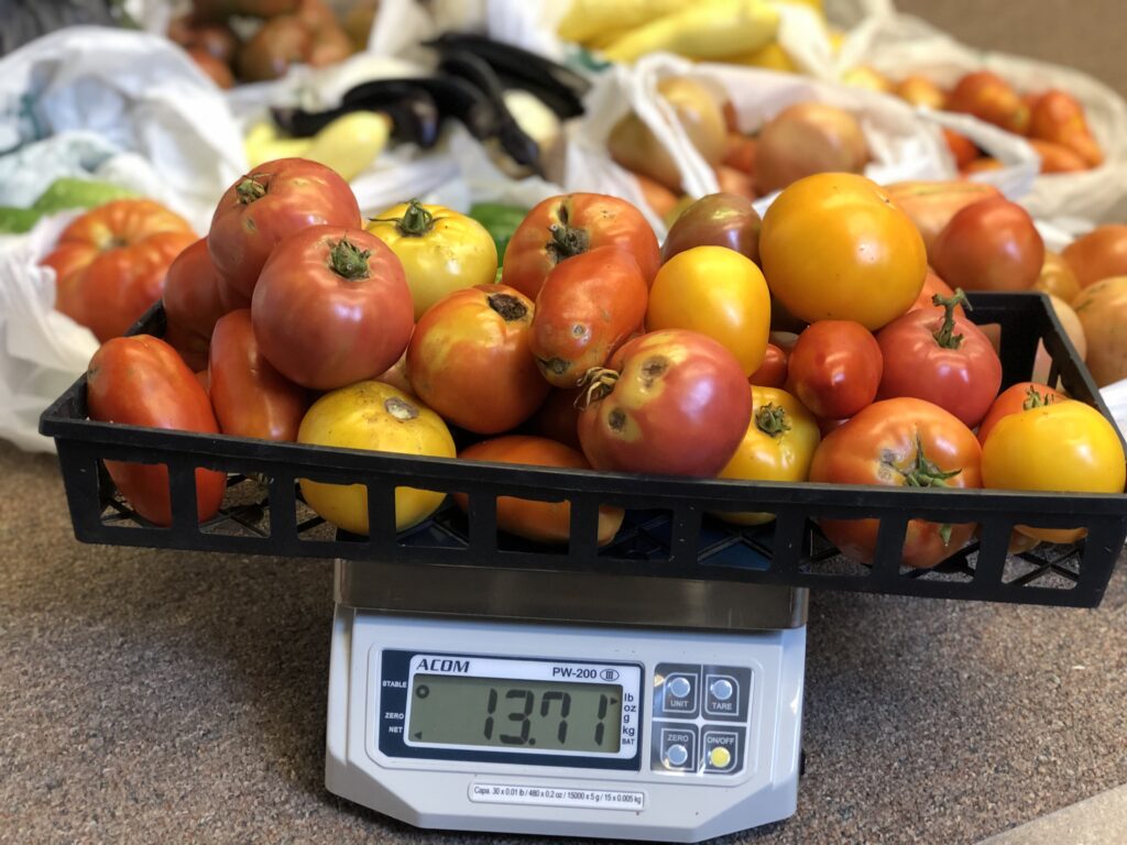 tomatoes on scale