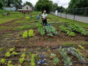 Urban Farm School plots 2018